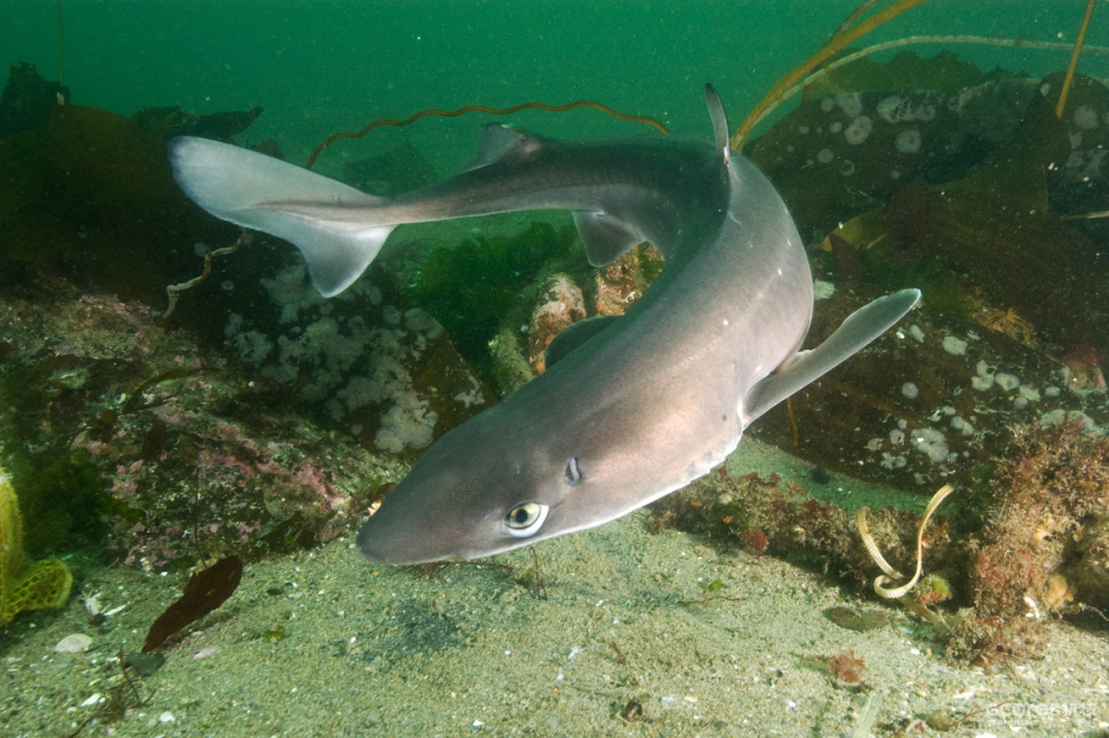 国外水族馆里很常见的白斑角鲨(squalus acanthias,国内却很少见