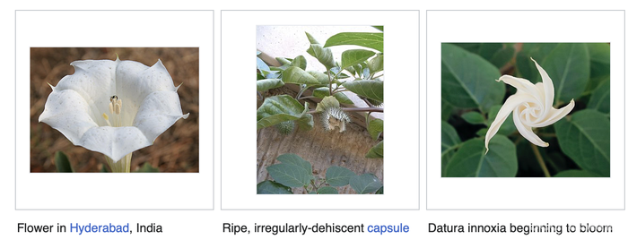 图源wiki,大家凑合看下外形即可