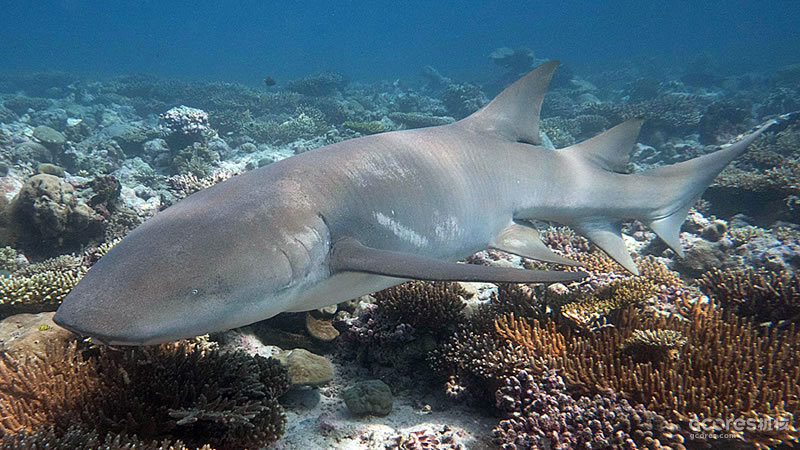 光鳞鲨,常被误认为护士鲨(ginglymostoma cirratum)