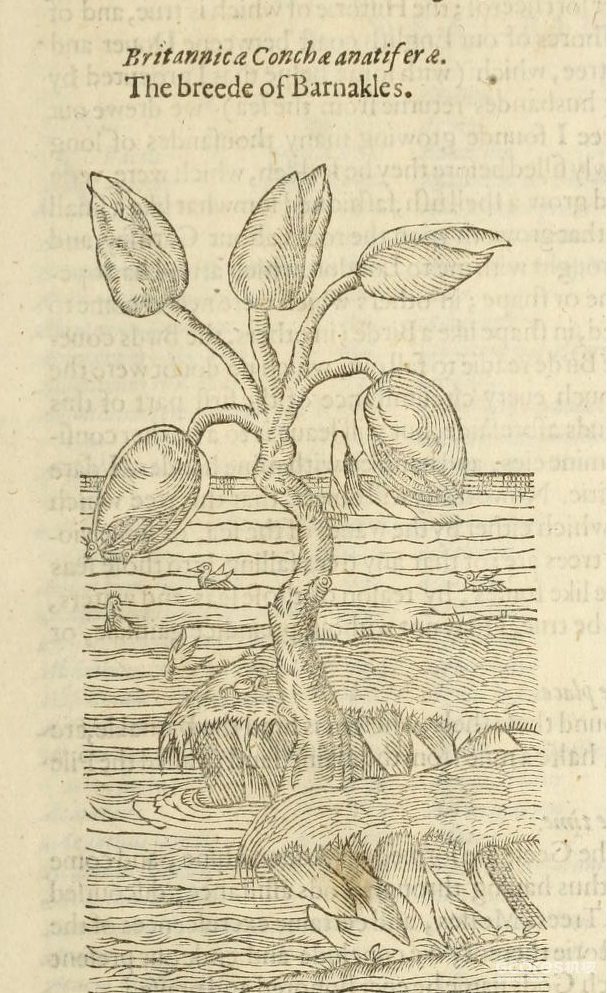 The Goose or Barnakle tree, that bears geese