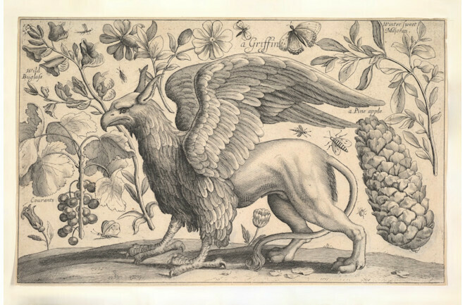 一张经典的狮鹫（Griffin）雕刻版画，由戴维·洛根（David Loggon）于1663年模仿著名波西米亚蚀刻师文策斯劳斯·霍拉（Wenceslaus Hollar）的作品雕刻而成