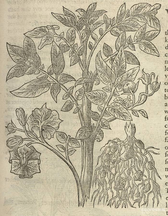 Virginia Potato