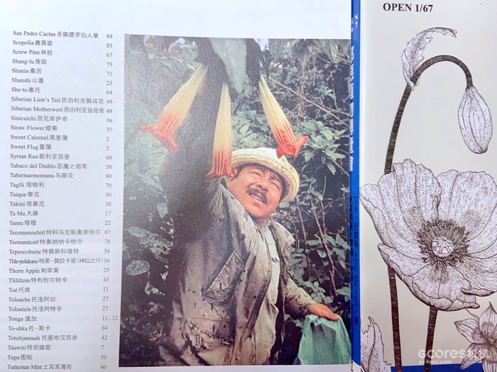 图为南美印第安人采收“众神的植物”的景象