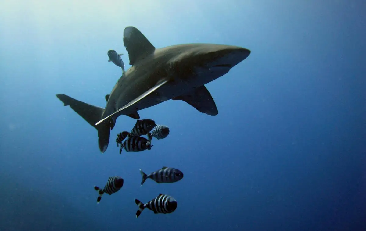 蒙特雷湾海洋馆凭借巨大的远洋鱼缸成功饲养了凶猛的长鳍真鲨（远洋白鳍鲨），在鲨鱼周纪录片《Shark Under Glass》里出现过