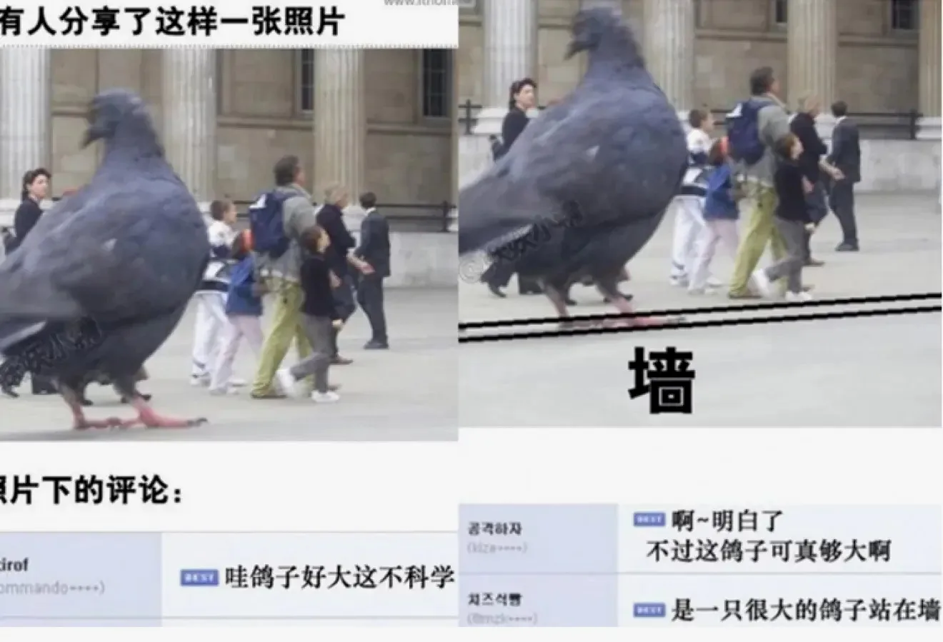 海鸥为什么那么大：让人崩溃瞬间