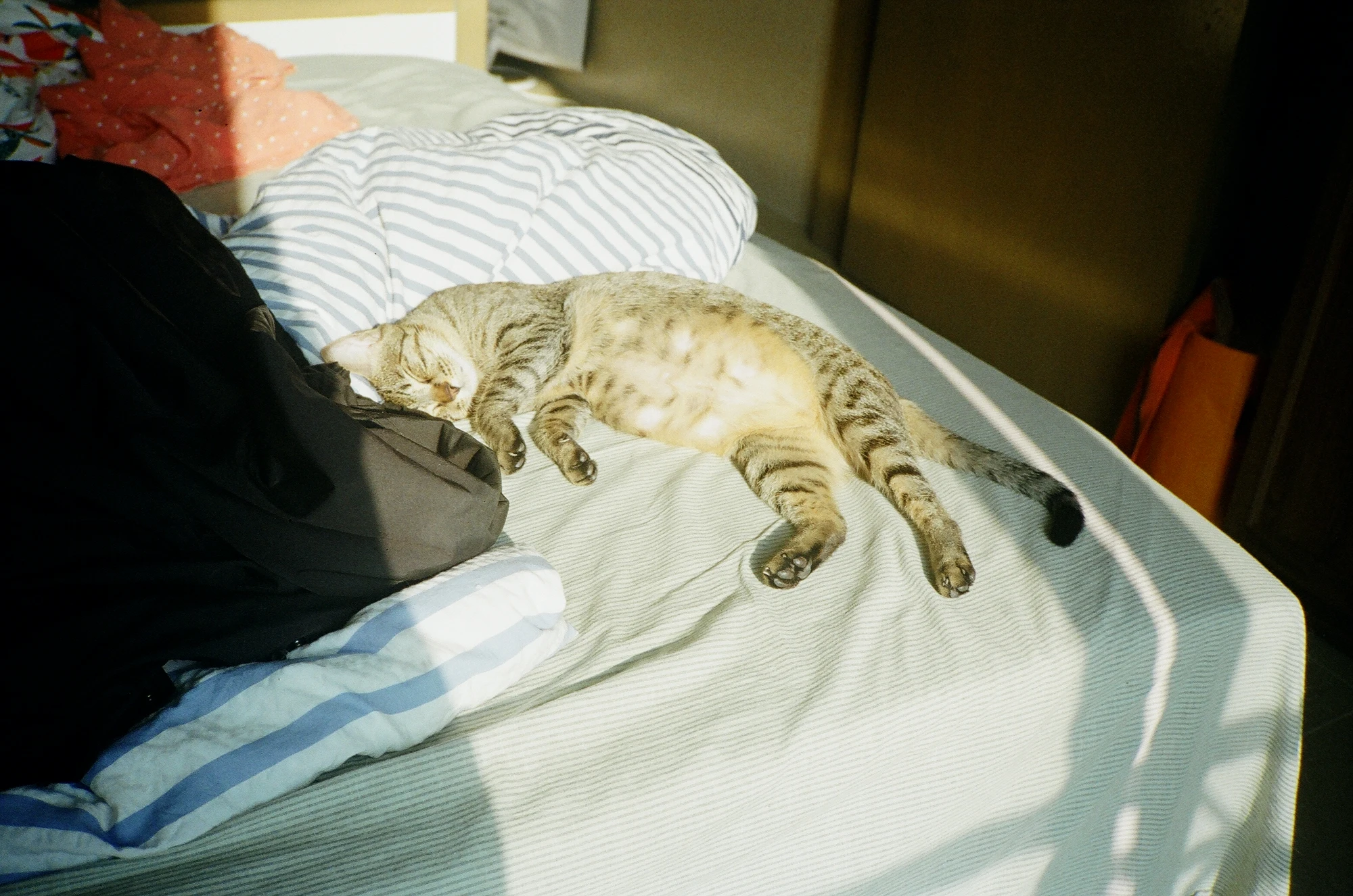 Konica C35 EF 拍摄