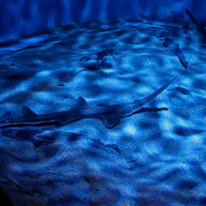 非常罕见的日本锯鲨，拍摄于名古屋海洋馆