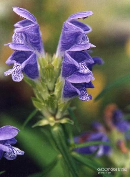 《哈利·波特》系列中的神秘植物考(四)(D系列) 《哈利·波特》系列中的神秘植物考(四)(D系列)