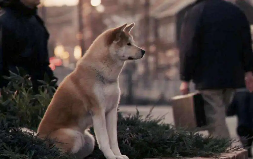 事实上秋田是烈性犬，并且并不适合人口密集的城区饲养