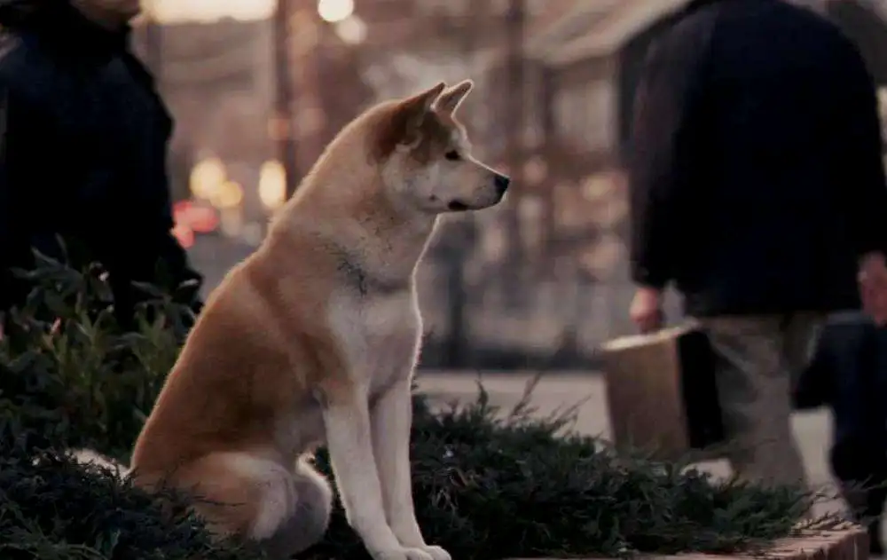 事实上秋田是烈性犬，并且并不适合人口密集的城区饲养