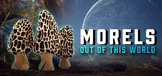Morels: Out of this World