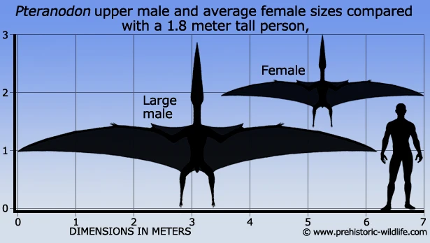 无齿翼龙和人的大小对比