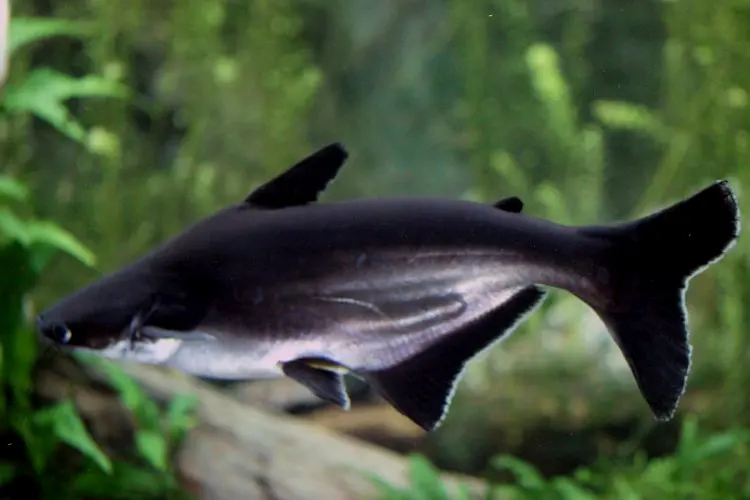 淡水蓝鲨，在中国境内有野生种群