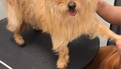 板栗日记🌰