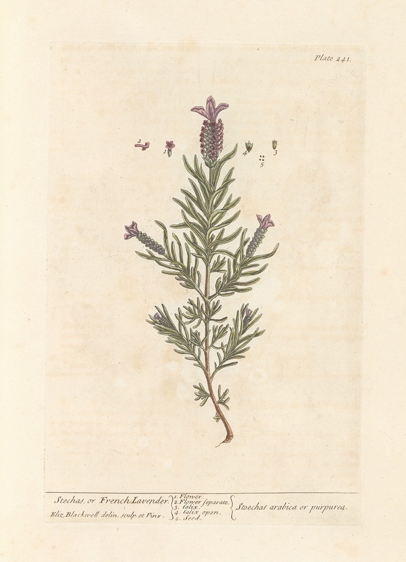 Stechas, or French lavender (1739) Elizabeth Blackwell (Scottish, 1707 –1758)