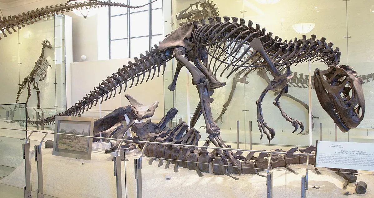 根据耐特绘制的图画复原的AMNH5753模型