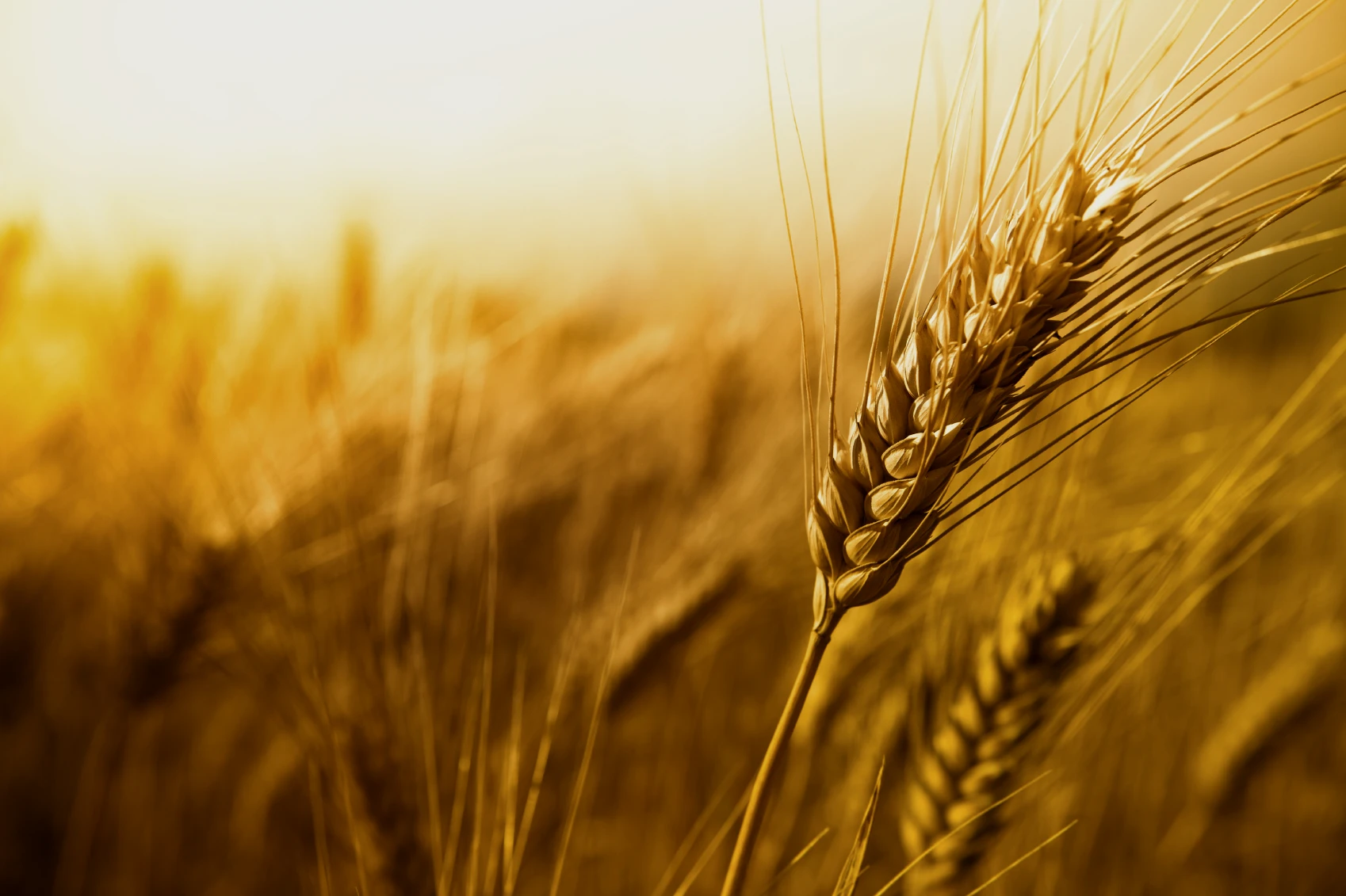 小麦至今仍然是我们重要的能量来源
