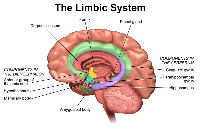 边缘系统（Limbic system）与杏仁体（Amygdala）
