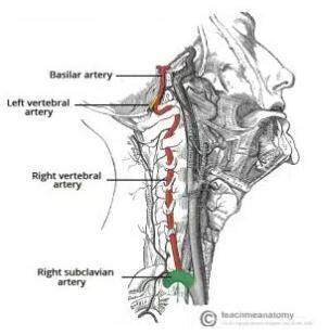 红色部分为椎动脉