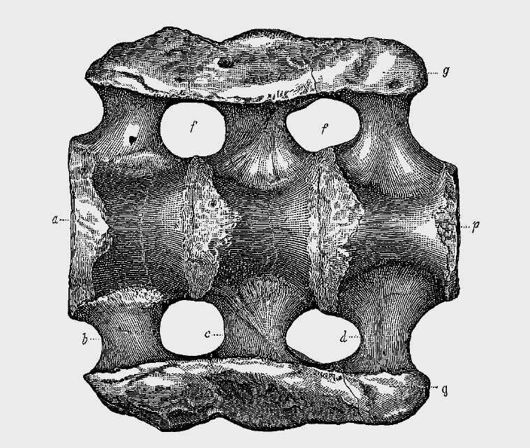 1879年绘制的埃阿斯迷惑龙骨骼化石图
