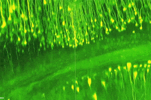 运用最新的CLARITY技术，我们可将经过水凝胶固定的大脑标本以惊人的精度呈现出来。图中的动画并非CG，而是无数张小鼠脑荧光扫描图片连续叠加后三维重建的结果。