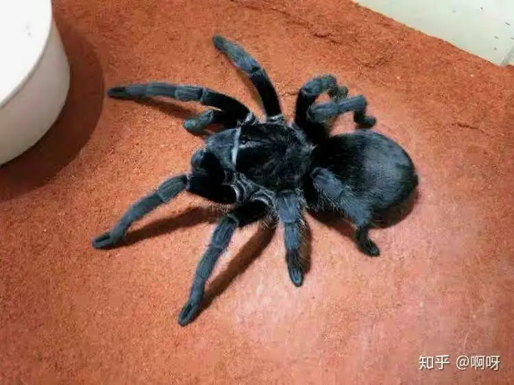 幼体零售300左右