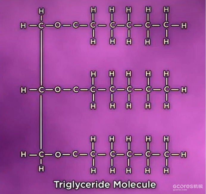 译介丨改善身体构成——饮食与运动 第七讲:脂肪 译介丨改善身体构成——饮食与运动 第七讲:脂肪