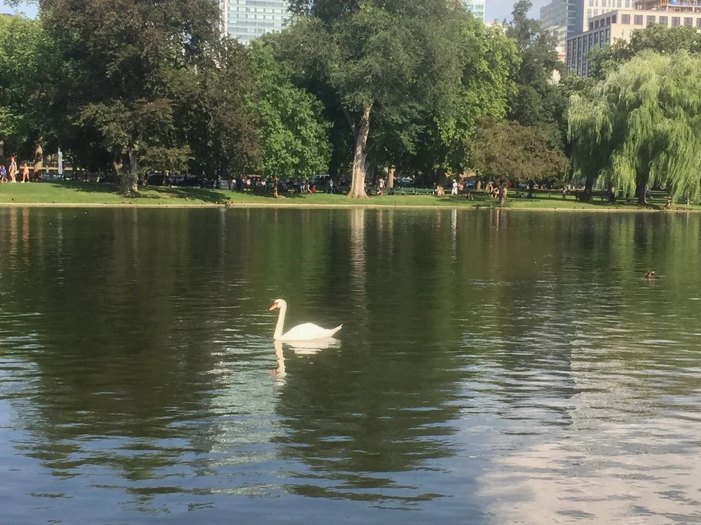 Swan！