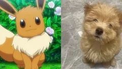 板栗日记🌰
