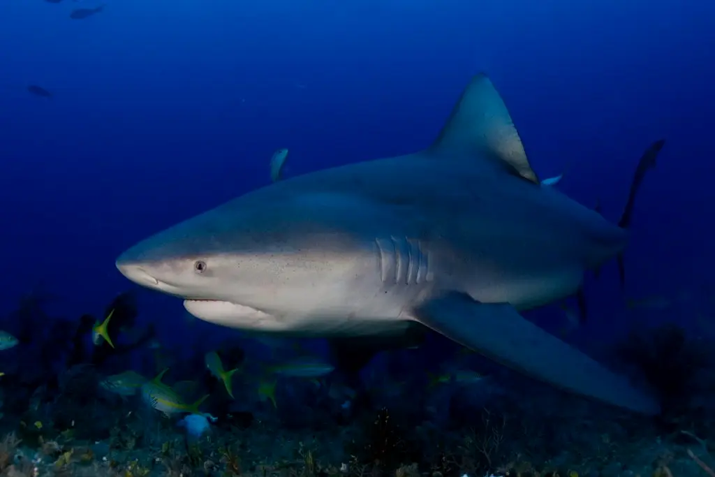 低鳍真鲨，也叫公牛鲨，国内有过饲养（饲养期间干死过柠檬鲨和三齿鲨），在冲绳和俄克拉荷马、德班有养