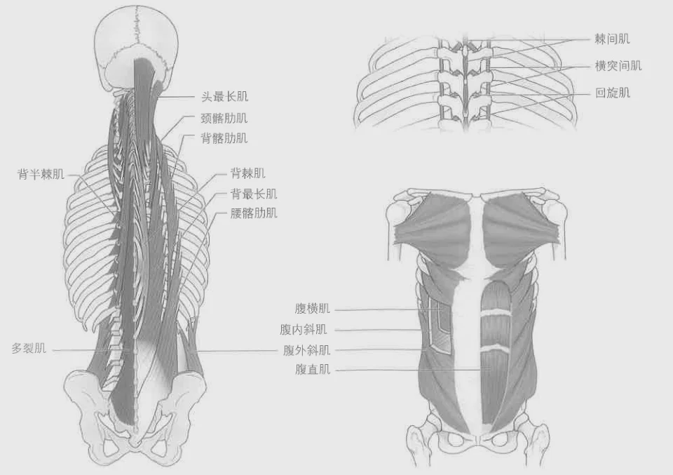 腰部肌群