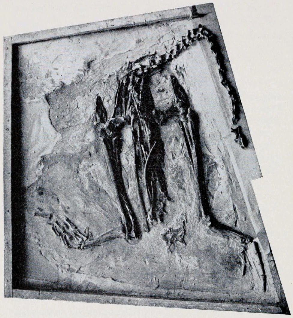 最早的黄昏鸟化石在1871年由马什与十位学生于堪萨斯州发现。当时发现到的化石可以明显看出为一种巨型鸟类，翅膀退化但具有强壮的后脚，却缺乏头颅，马什推断黄昏鸟为一种擅于潜水的鸟，并命名为“Hesperornis regalis”，意思为“帝王西方鸟”。图为保存在美国自然史博物馆的该生物化石。
