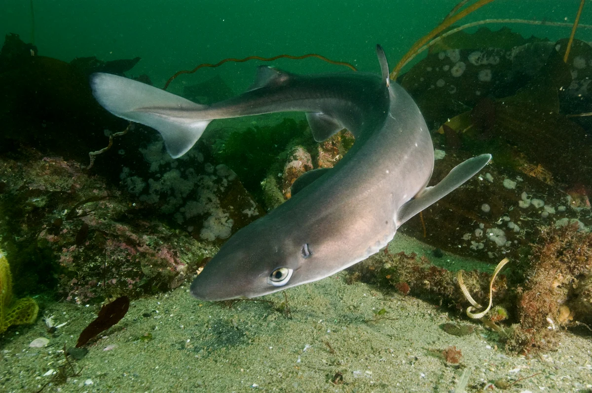 国外水族馆里很常见的白斑角鲨（Squalus acanthias），国内却很少见
