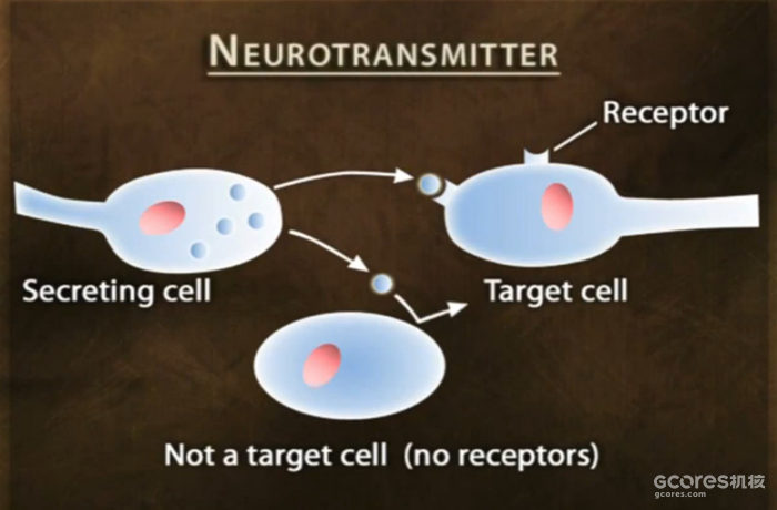 译介丨精神压力与身体健康 第二章:压力反应的具体细节 译介丨精神压力与身体健康 第二章:压力反应的具体细节