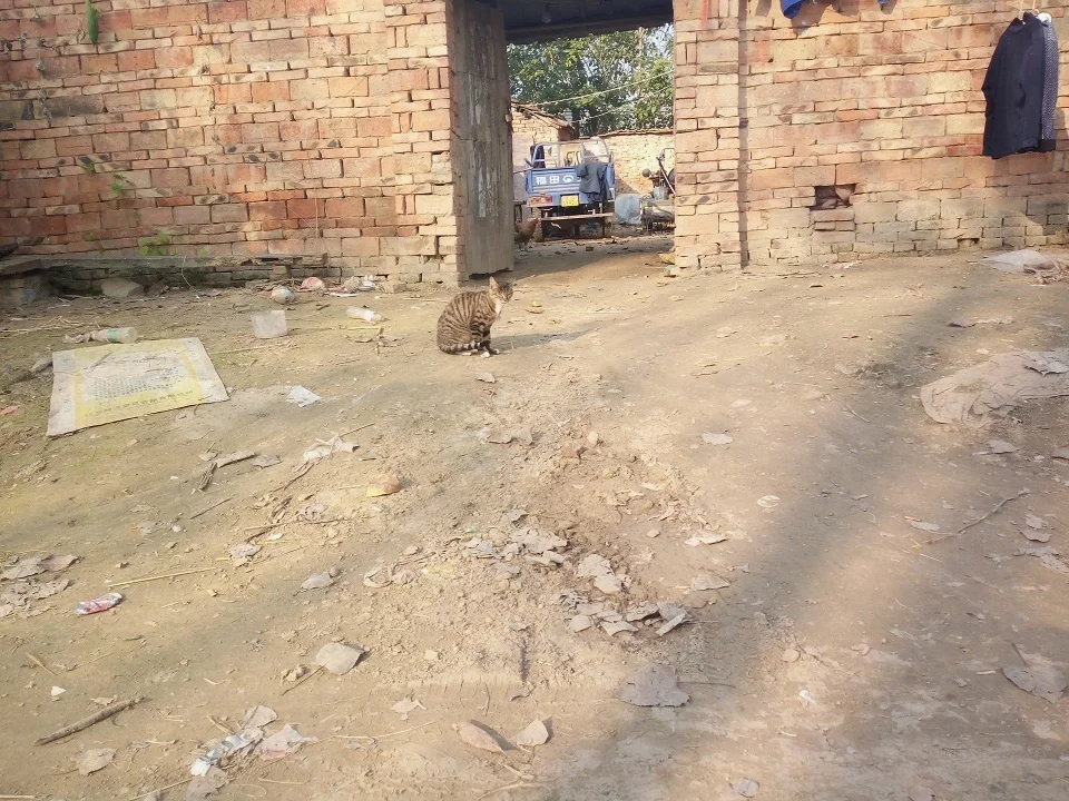 猫