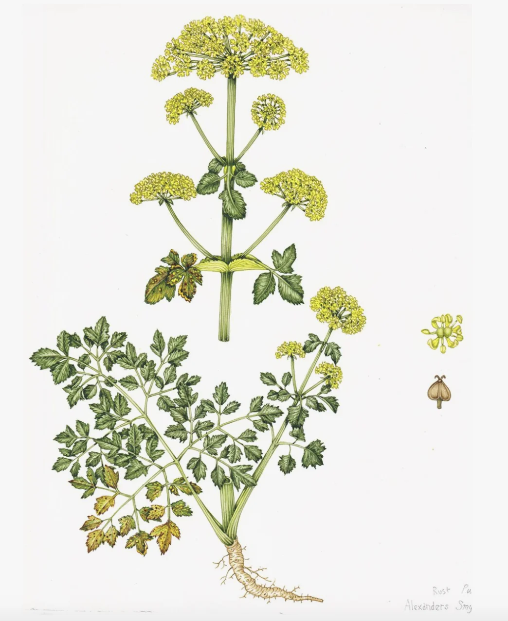 BLACK LOVAGE（Lovage, Black），Smyrnium Olusatrum