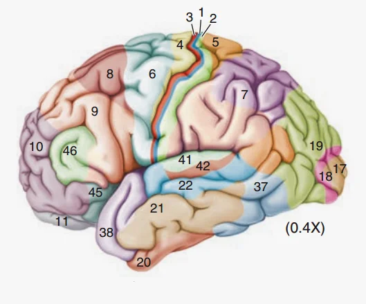 经过长期的头部损伤病例积累和基础医学研究，大脑皮层可以被更进一步划分为负责不同功能的大量区域。