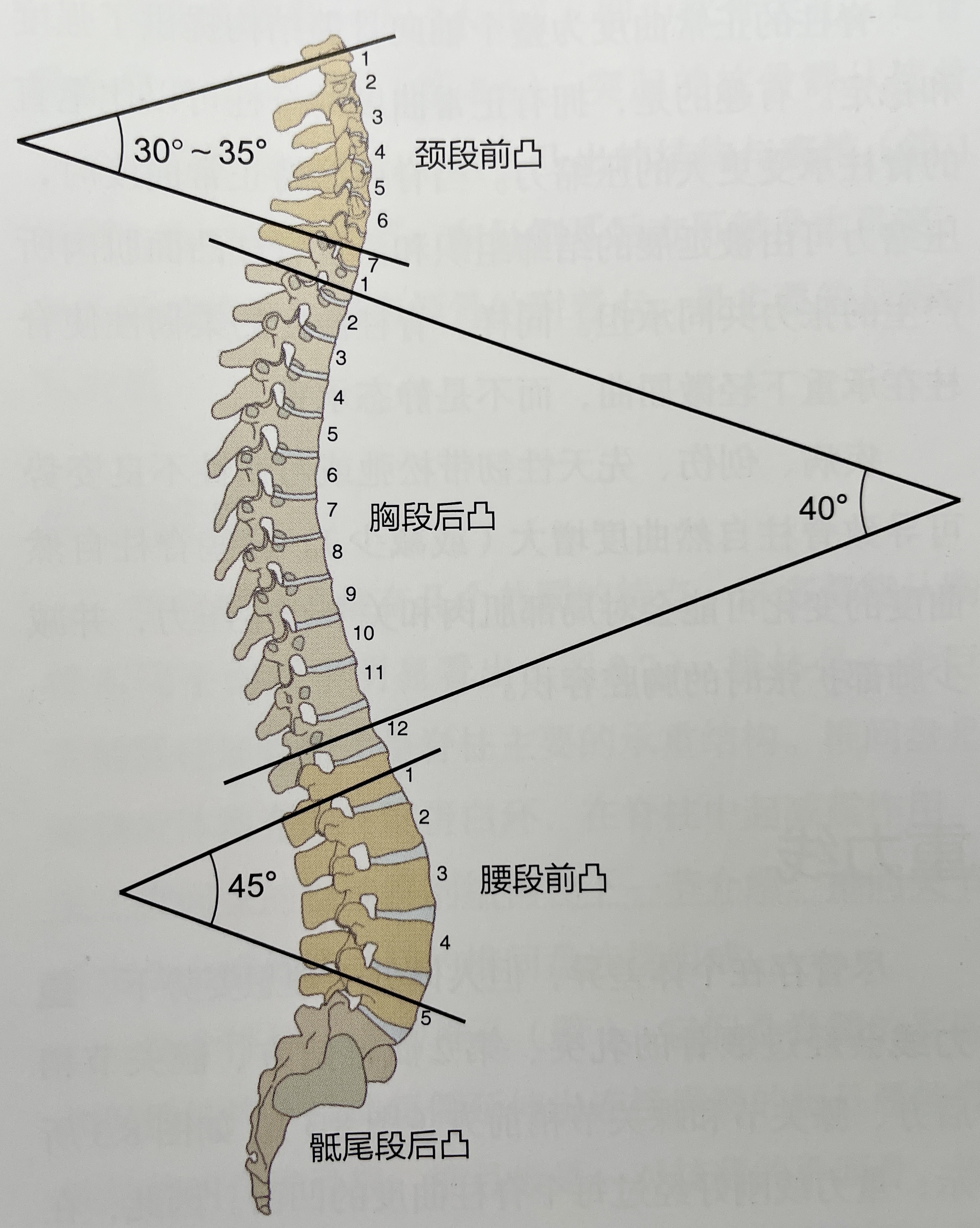  脊柱是不是很像蛇骨