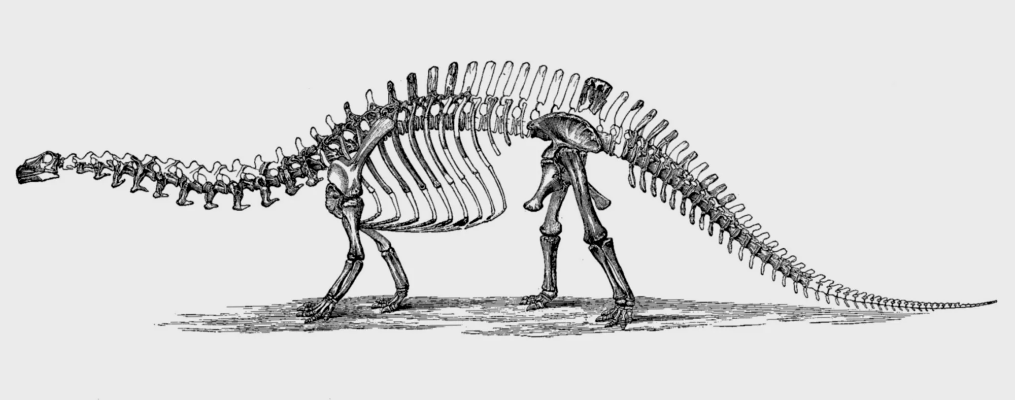马什1896年绘制的雷龙骨骼化石图，头部使用的是腕龙头骨。