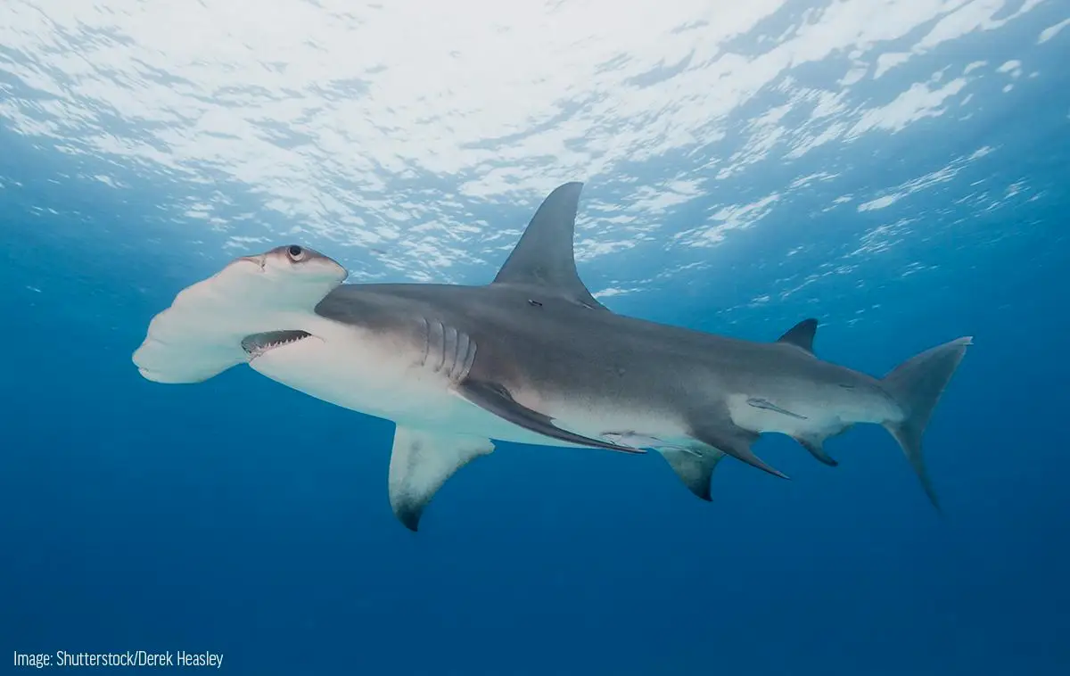最大的无沟双髻鲨可以长到6.1米