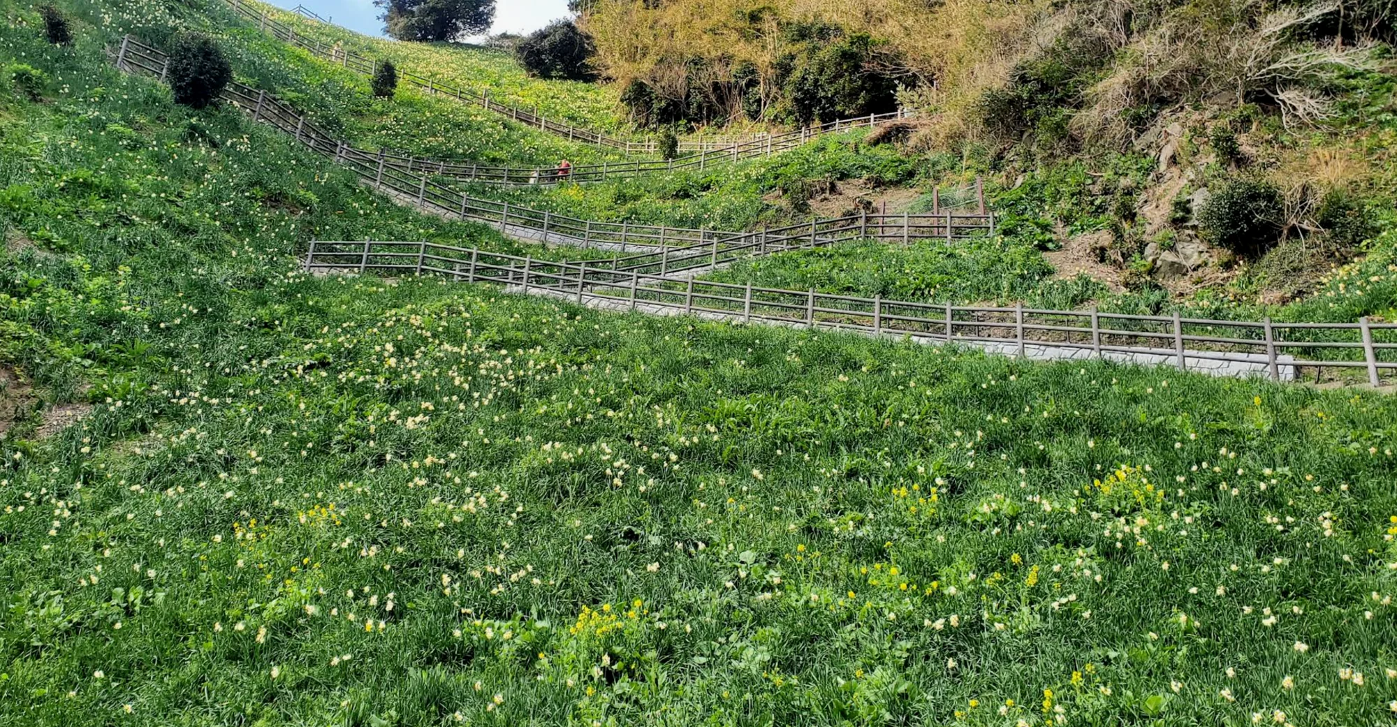 现在已经见不到的，面向大海的水仙。这里的水土流失似乎比较严重，有几处还撑起了防护网。改建可能也有这方面的安全考虑。