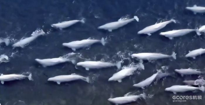 白鲸群在浅海的聚会