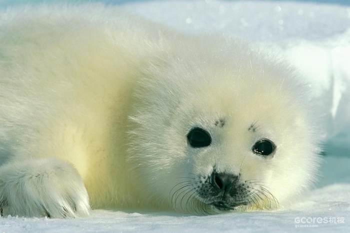 图片信息：A Newborn Harp Seal Pup In A Thin Photograph by Norbert Rosing