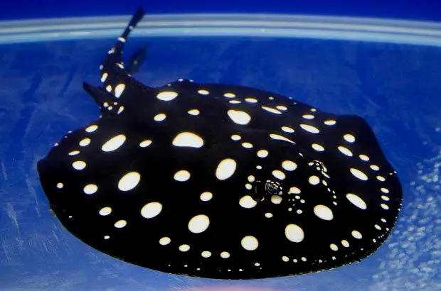 巴西的黑白江魟（Potamotrygon leopoldi）是一种淡水魟鱼，算是鲨鱼的亲戚，江魟在一些地方被当作观赏鱼喂养