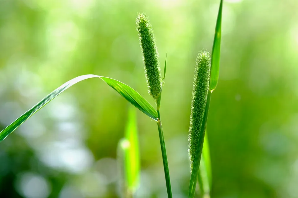 狗尾草就是小米的野生原型