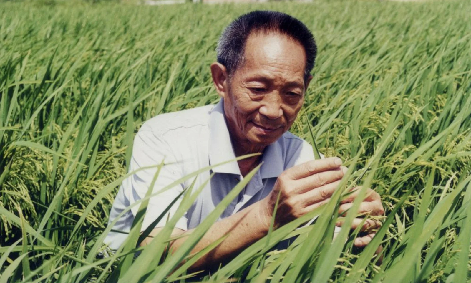 “杂交水稻之父”袁隆平先生逝世，享年91岁