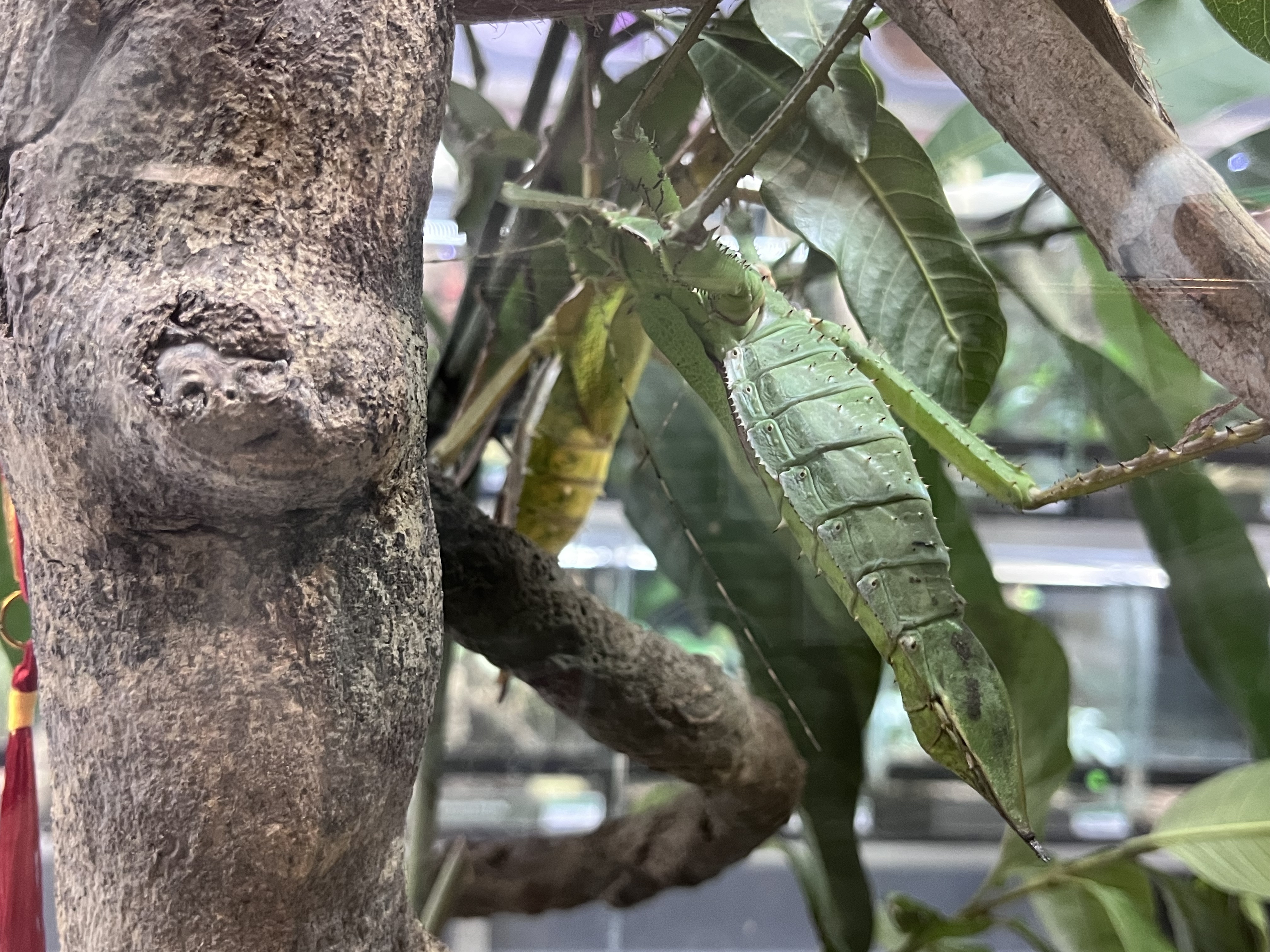 巨扁竹节虫（若虫）