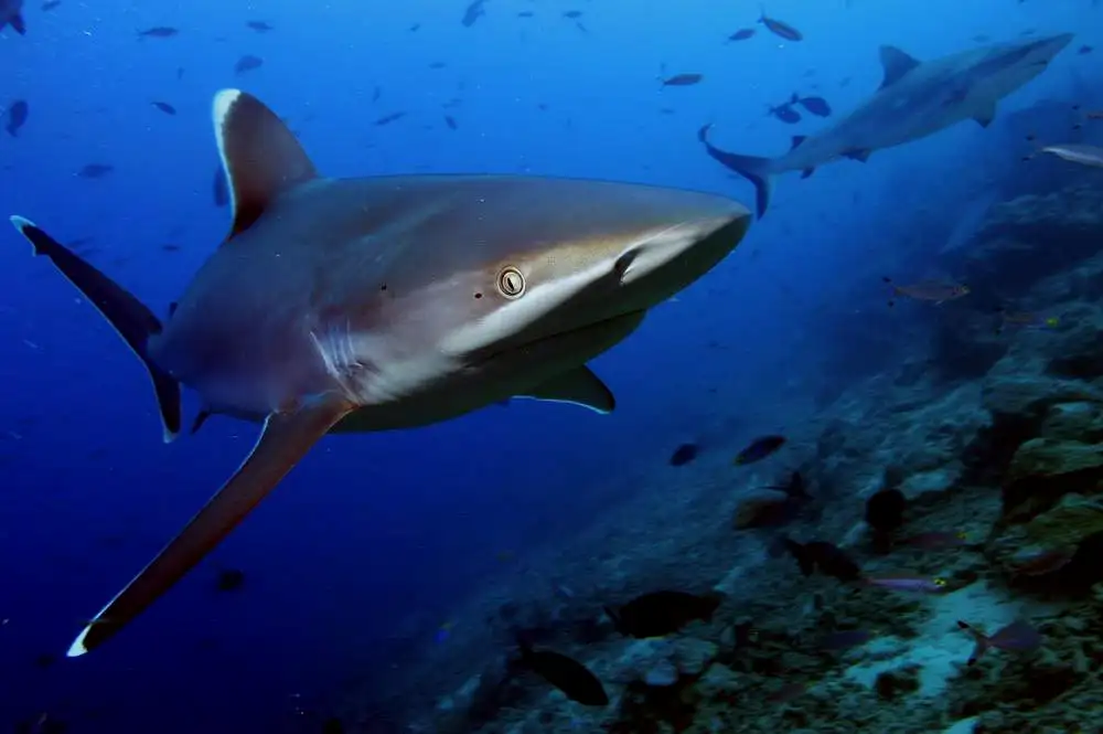 全世界不到五个海洋馆有养殖的白边真鲨（Carcharhinus albimarginatus）