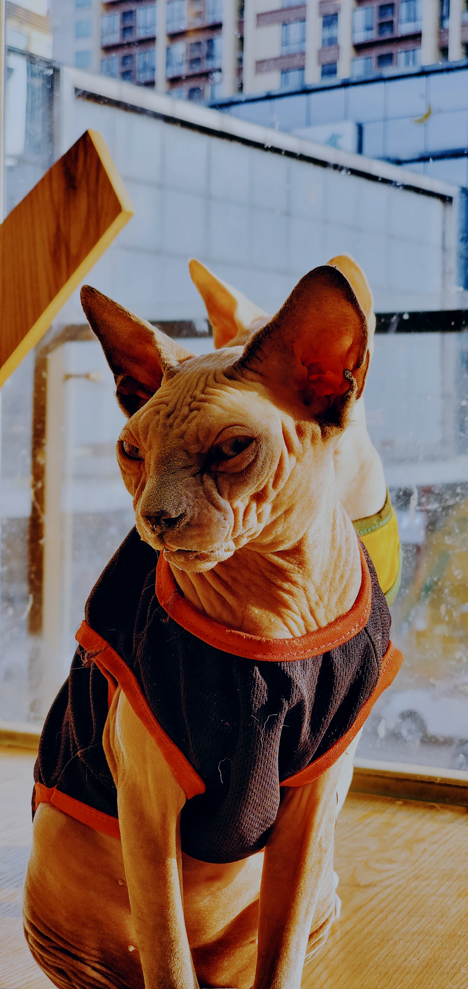 鄙视你的猫主子