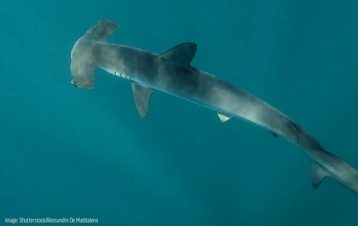 最大的平滑双髻鲨则能达到5米